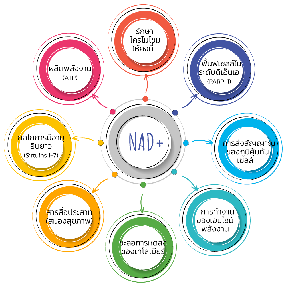 NAD+ บรรเทาและเสริมสร้างอะไรบ้าง